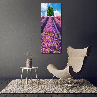 Tableau photo sur verre Champ de lavande violette