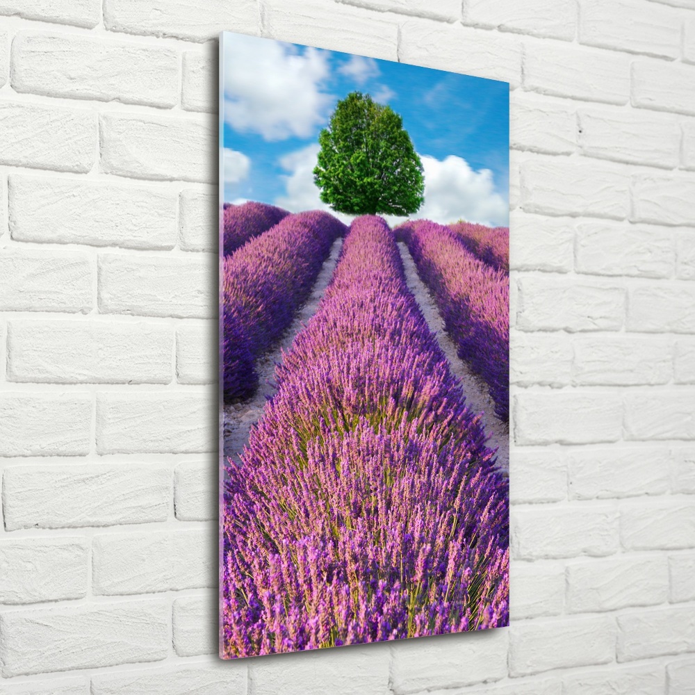 Tableau photo sur verre Champ de lavande violette