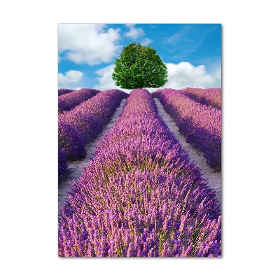 Tableau photo sur verre Champ de lavande violette