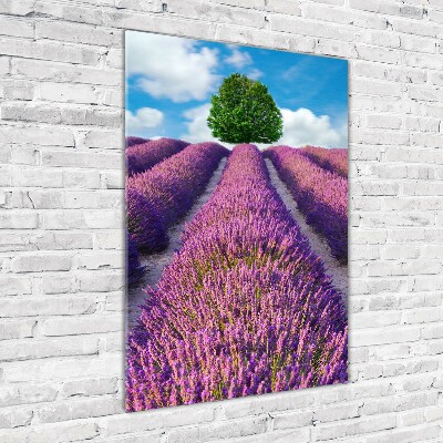 Tableau photo sur verre Champ de lavande violette