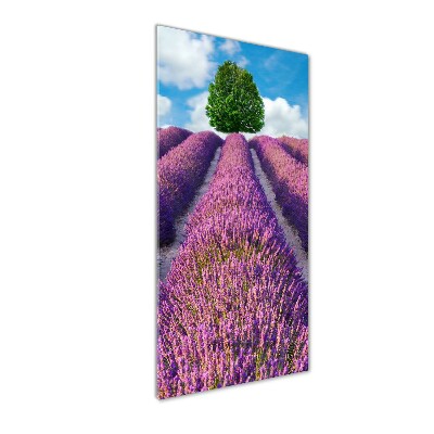 Tableau photo sur verre Champ de lavande violette