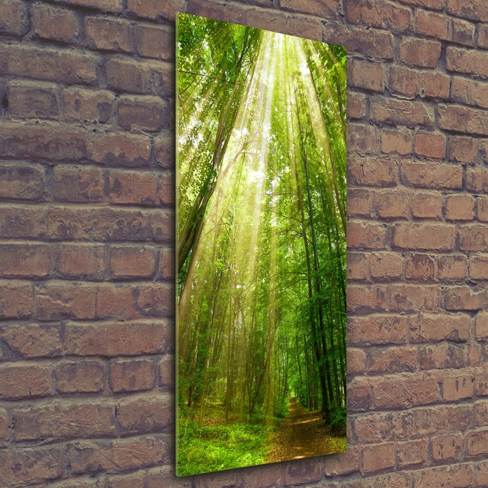 Tableau imprimé sur verre Chemin dans la forêt