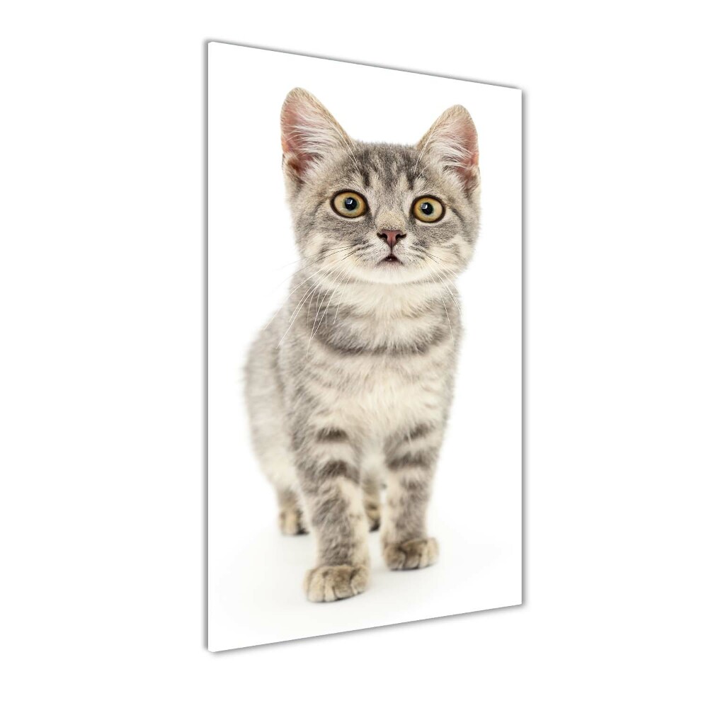 Tableau verre imprimé Chat gris