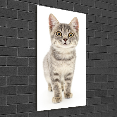 Tableau verre imprimé Chat gris