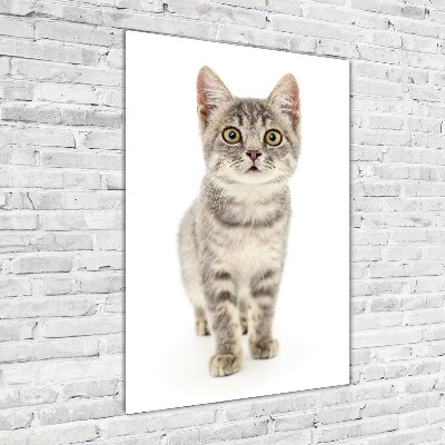 Tableau verre imprimé Chat gris