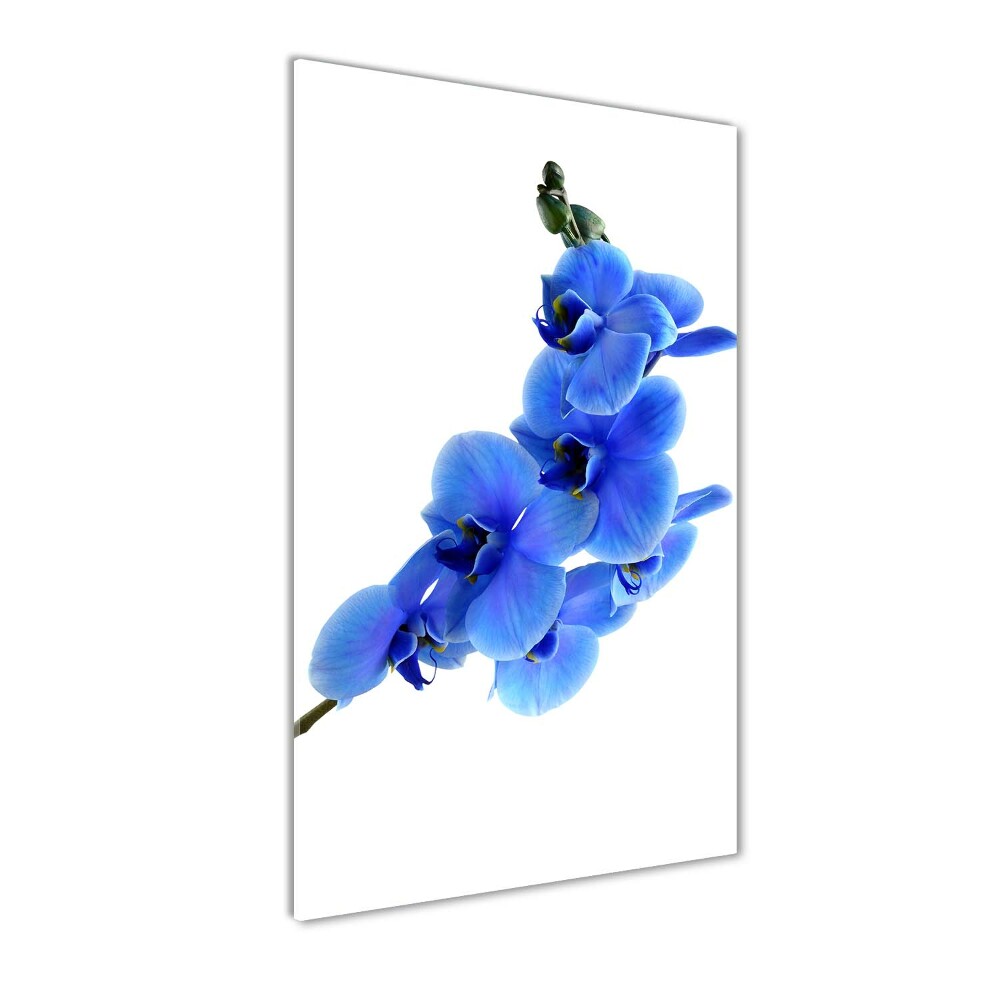 Tableau photo sur verre Orchidée bleue