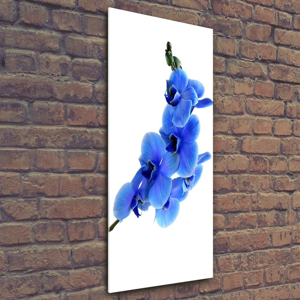 Tableau photo sur verre Orchidée bleue