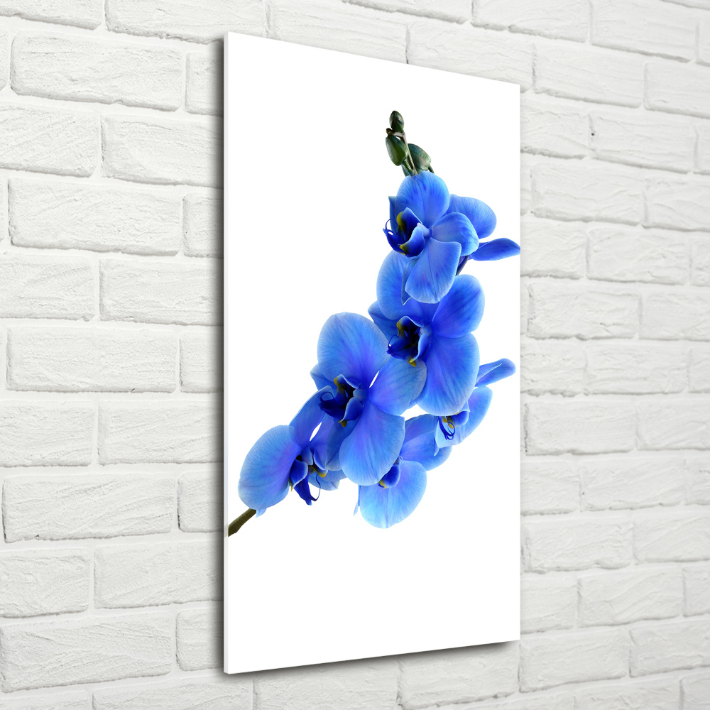 Tableau photo sur verre Orchidée bleue