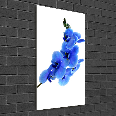 Tableau photo sur verre Orchidée bleue