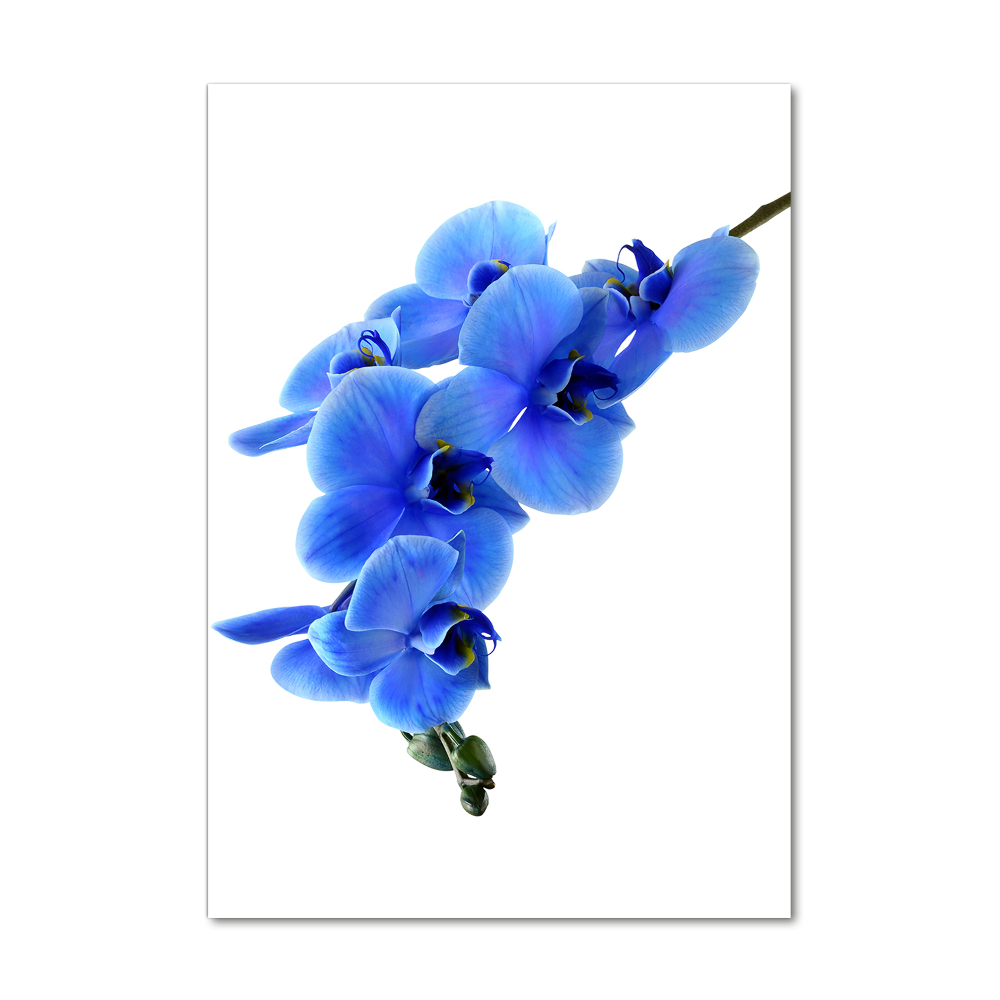 Tableau photo sur verre Orchidée bleue