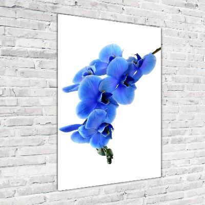 Tableau photo sur verre Orchidée bleue