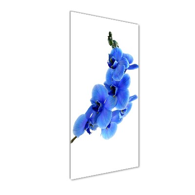 Tableau photo sur verre Orchidée bleue