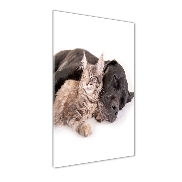 Chien et chat
