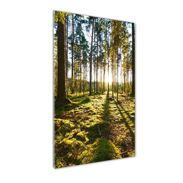 Forêt de pins