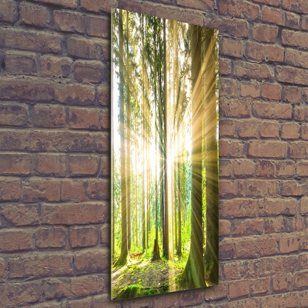 Tableau imprimé sur verre Soleil dans la forêt