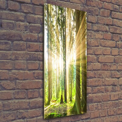 Tableau imprimé sur verre Soleil dans la forêt