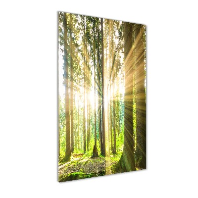 Tableau imprimé sur verre Soleil dans la forêt