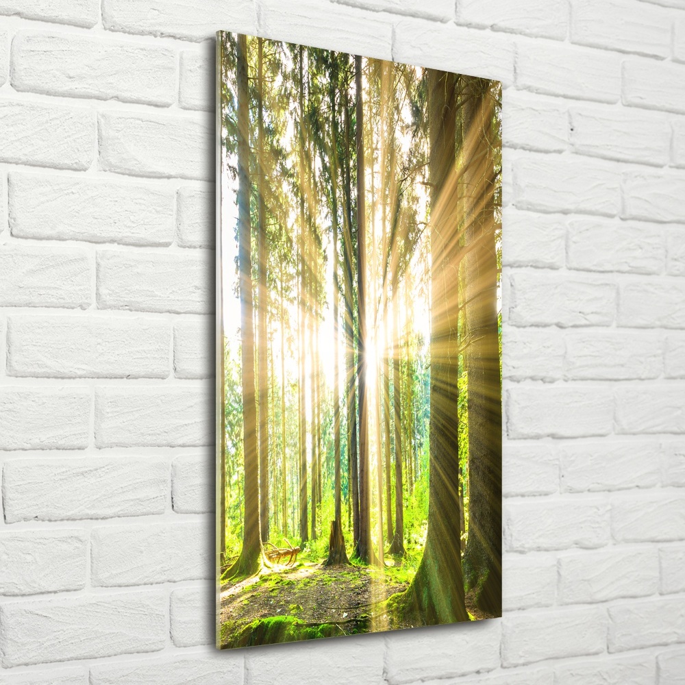 Tableau imprimé sur verre Soleil dans la forêt