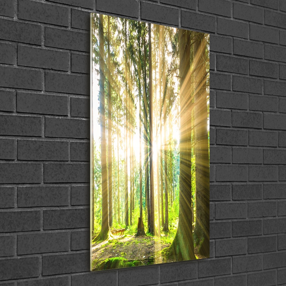 Tableau imprimé sur verre Soleil dans la forêt