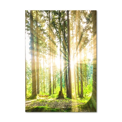 Tableau imprimé sur verre Soleil dans la forêt