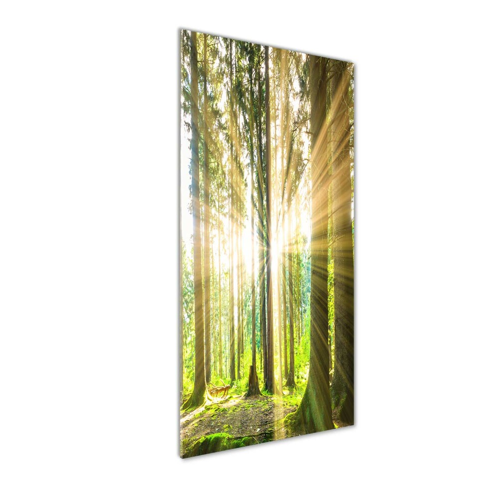 Tableau imprimé sur verre Soleil dans la forêt