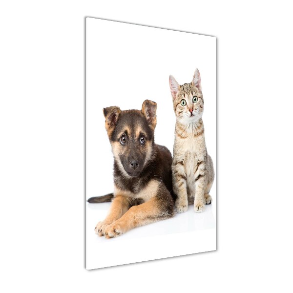 Chien et chat