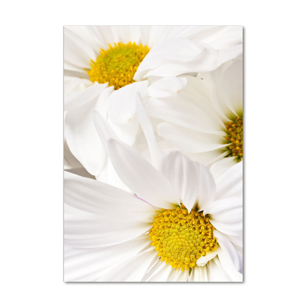 Tableau verre imprimé Fleurs de marguerite