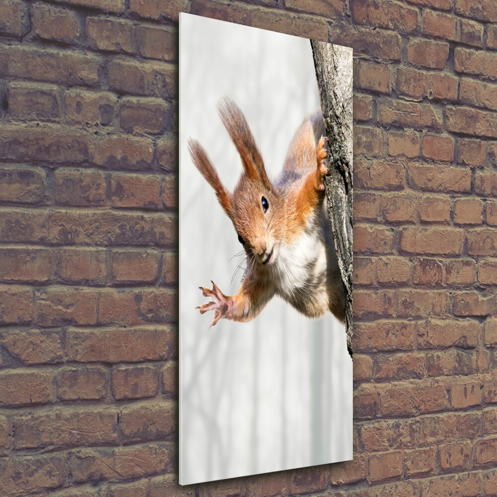 Tableau en verre Écureuil dans un arbre