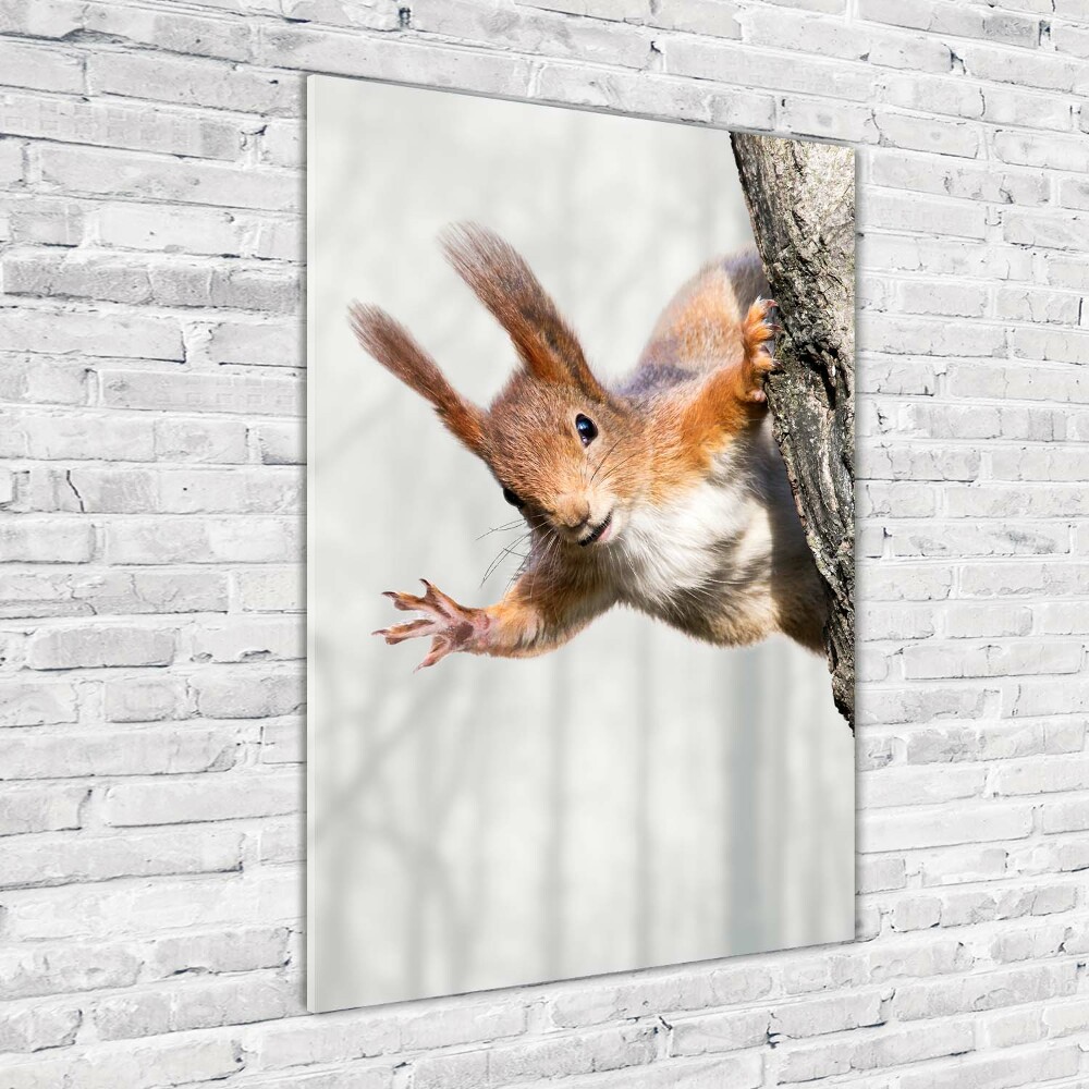 Tableau en verre Écureuil dans un arbre