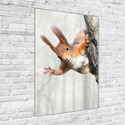 Tableau en verre Écureuil dans un arbre