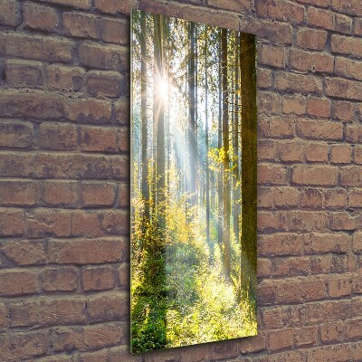 Tableau verre imprimé Le soleil dans la forêt