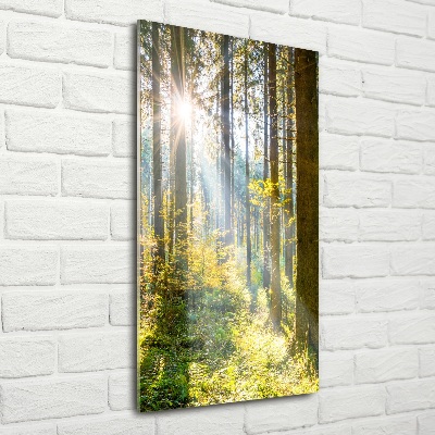 Tableau verre imprimé Le soleil dans la forêt