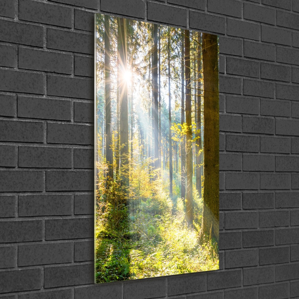 Tableau verre imprimé Le soleil dans la forêt