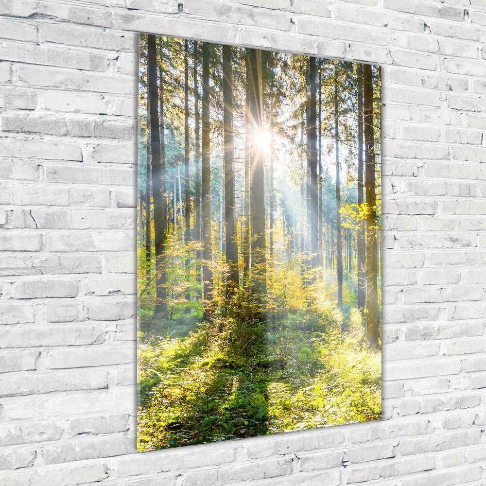 Tableau verre imprimé Le soleil dans la forêt