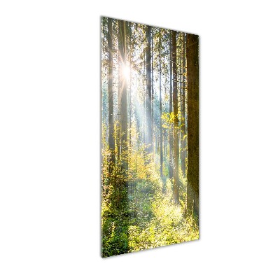 Tableau verre imprimé Le soleil dans la forêt