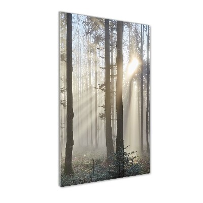 Tableau verre imprimé Brume dans la forêt