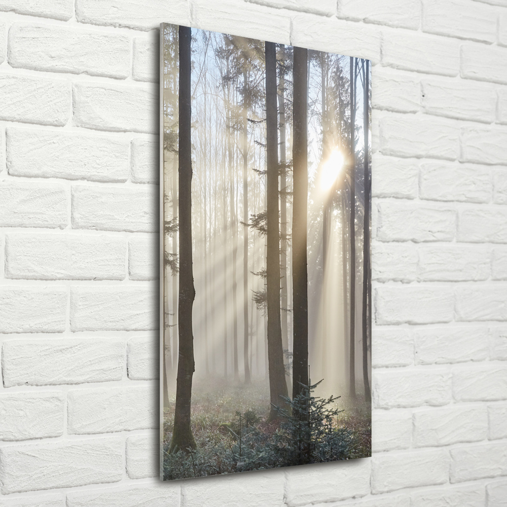 Tableau verre imprimé Brume dans la forêt