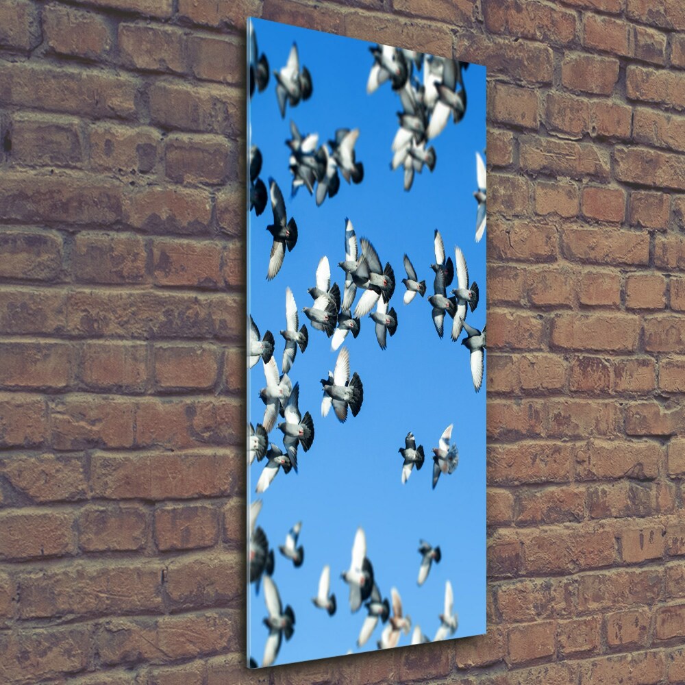 Tableau photo sur verre Pigeons dans le ciel