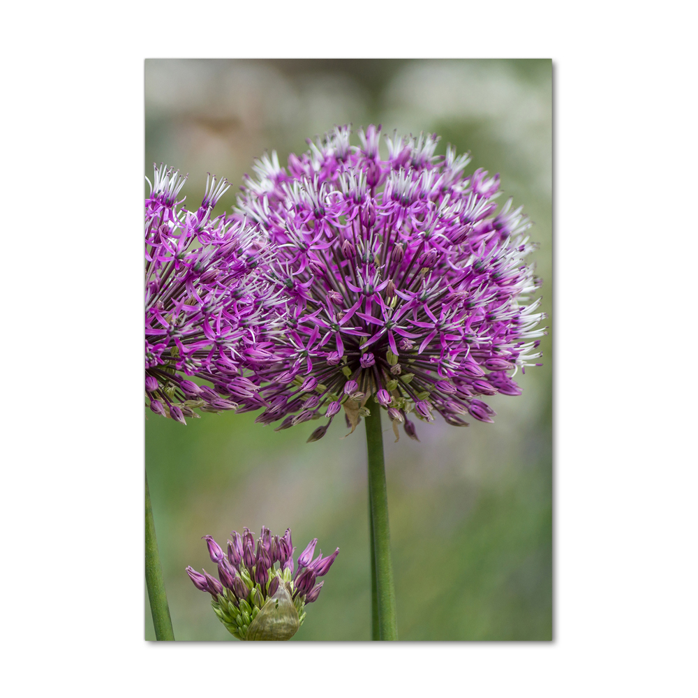 Tableau verre imprimé Fleurs d'ail