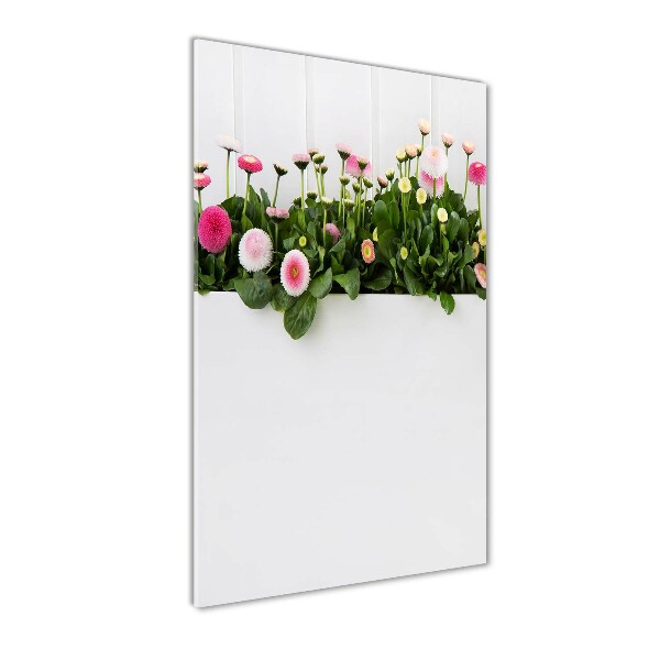 Marguerites roses
