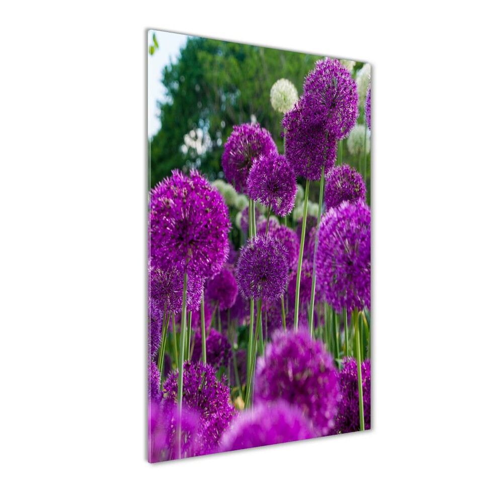 Tableau photo sur verre Fleurs d'ail