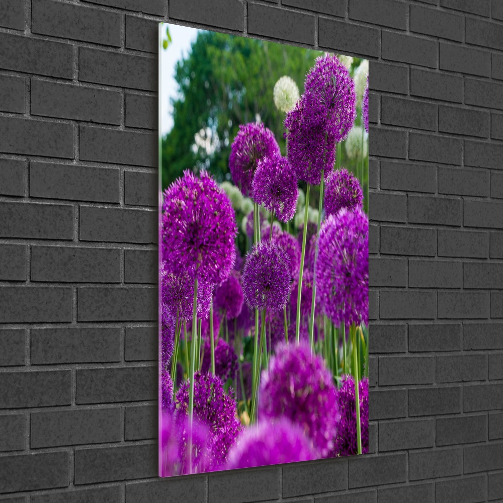 Tableau photo sur verre Fleurs d'ail