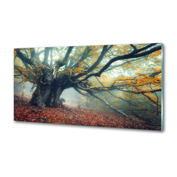 Verre pour crédence Vieil arbre