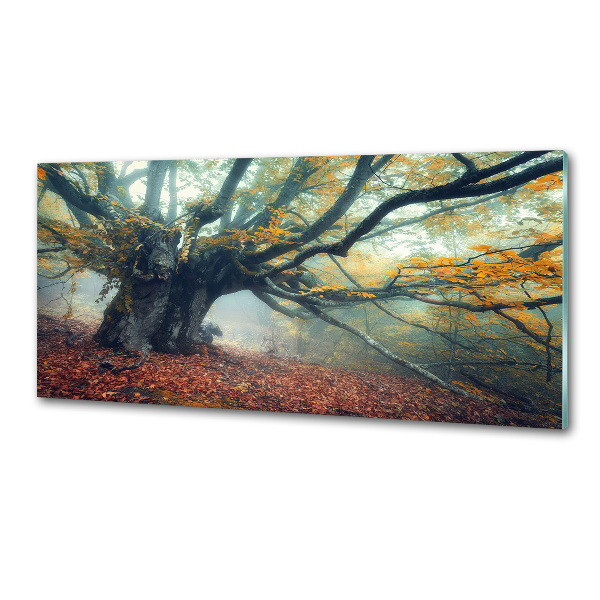 Verre pour crédence Vieil arbre