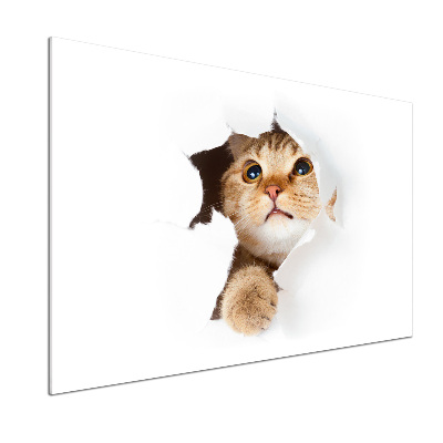 Crédence en verre cuisine Chat dans un trou