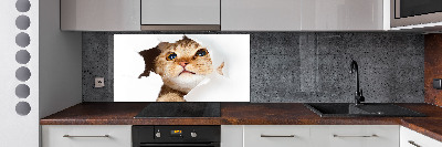 Crédence en verre cuisine Chat dans un trou