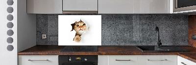 Crédence en verre cuisine Chat dans un trou