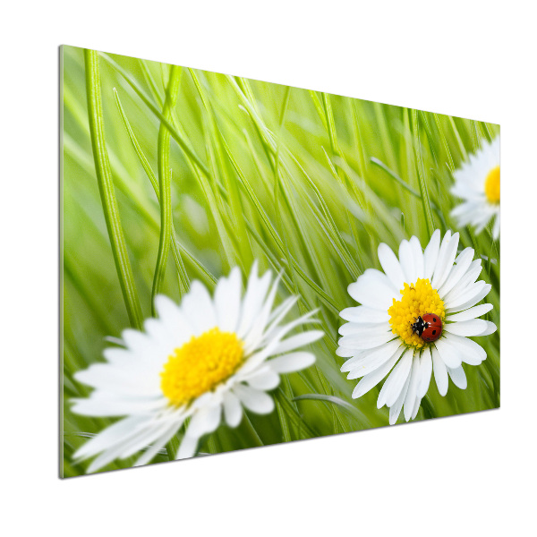 Crédence en verre avec motif Marguerites fleurs