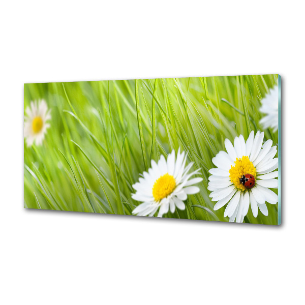 Crédence en verre avec motif Marguerites fleurs