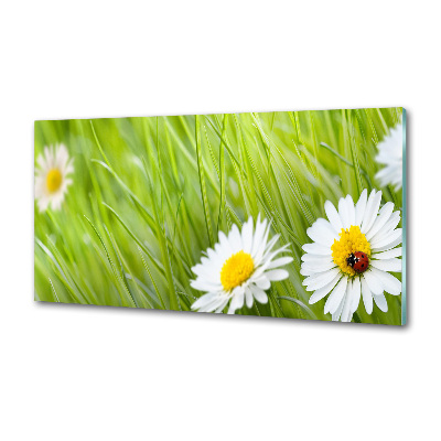Crédence en verre avec motif Marguerites fleurs